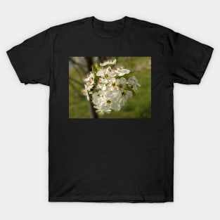 White Tree Flowers 4 T-Shirt